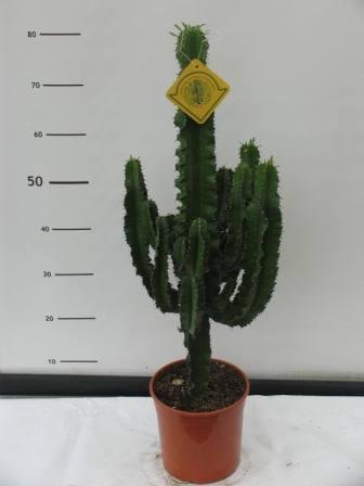 Euphorbia eritreae 19 h 60/65